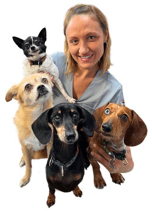 Animaniacs clínica veterinaria